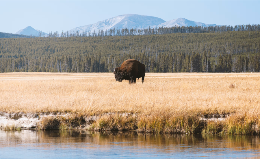 American Bison grazing in a field in Yellowstone National Park